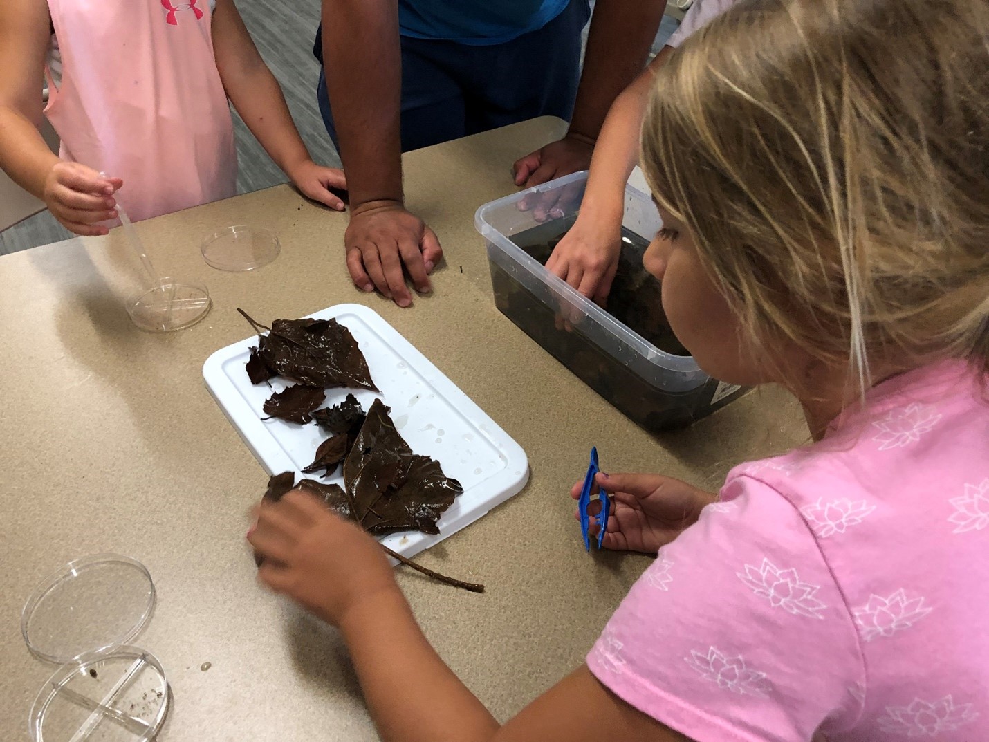 Children investigating brown leaves