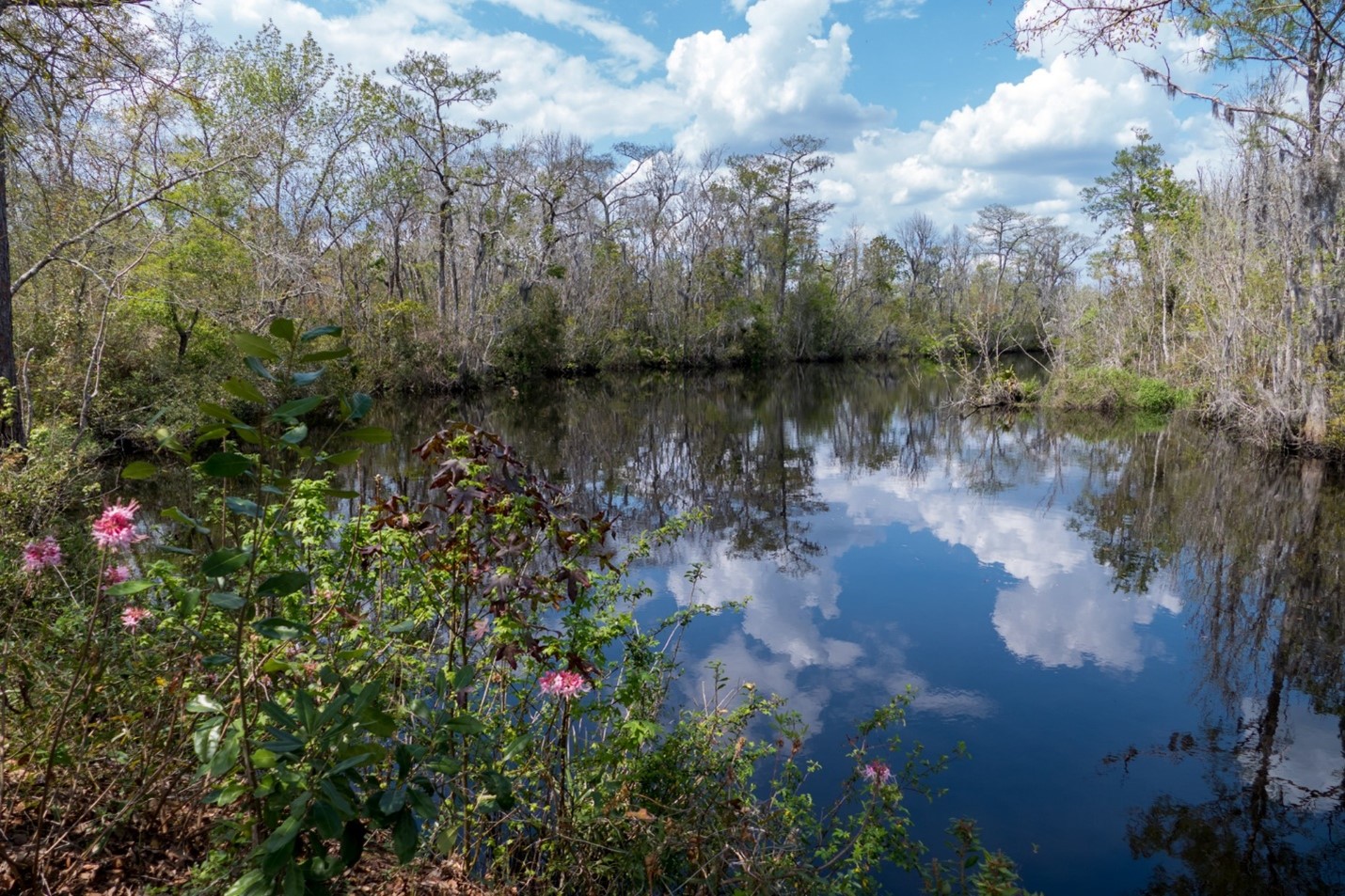 View of Thomas Creek from the shore