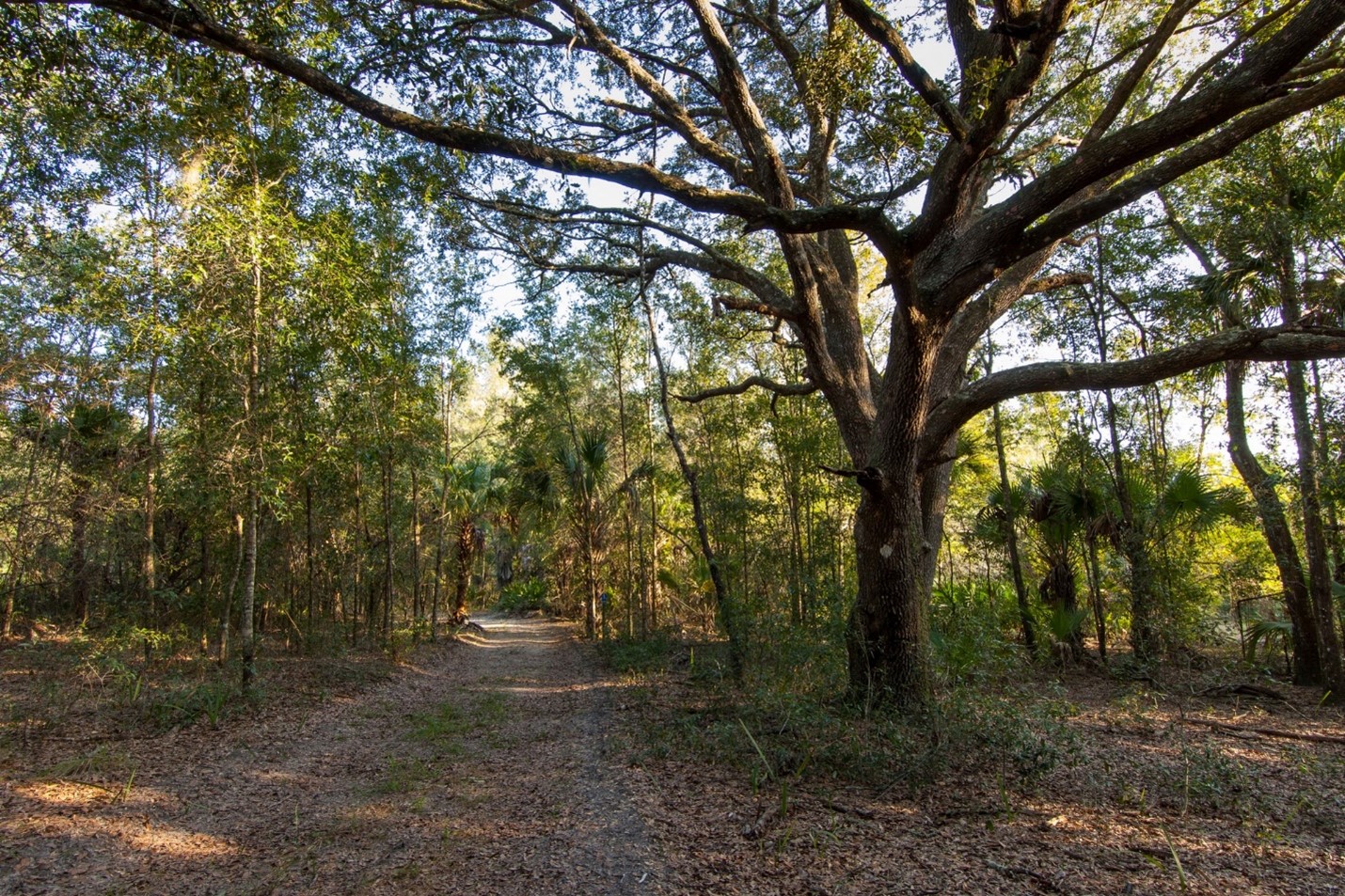 Large tree in Murphy Creek Conservation Area