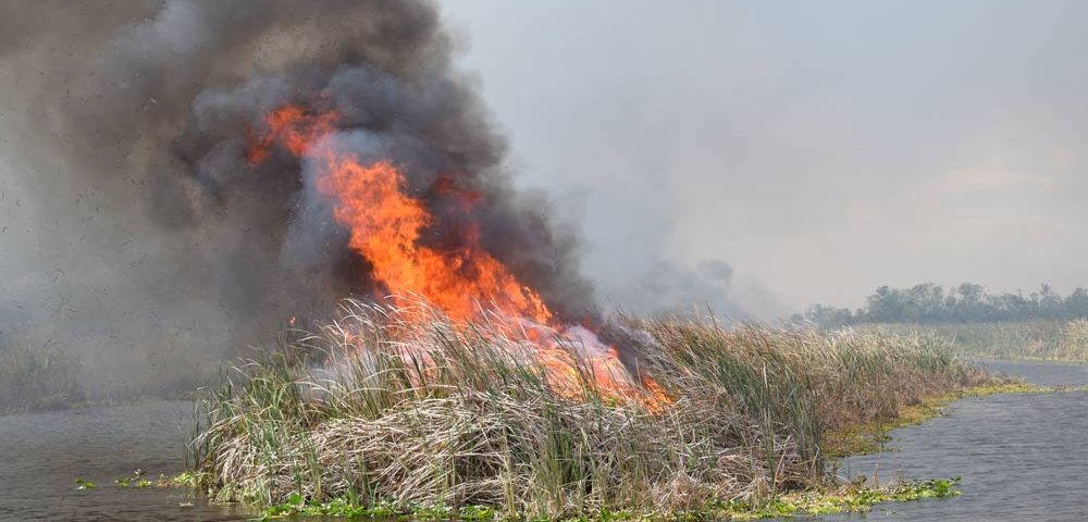 Prescribed fires help with environmental stewardship
