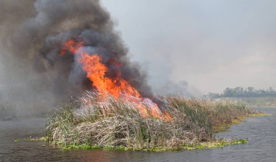 Prescribed fires help with environmental stewardship