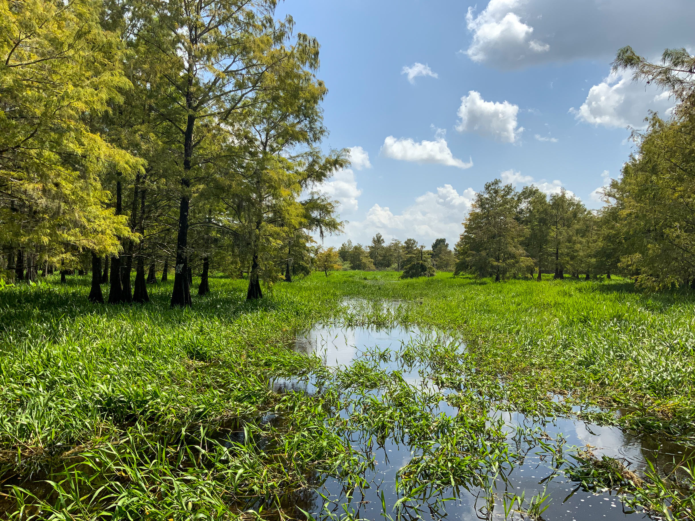 Grasses growing in Jane Green Swamp