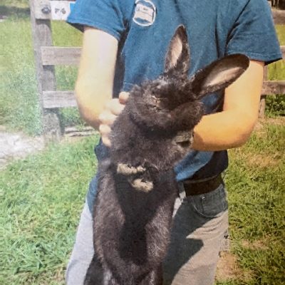 Person holding a Flemish giant rabbit