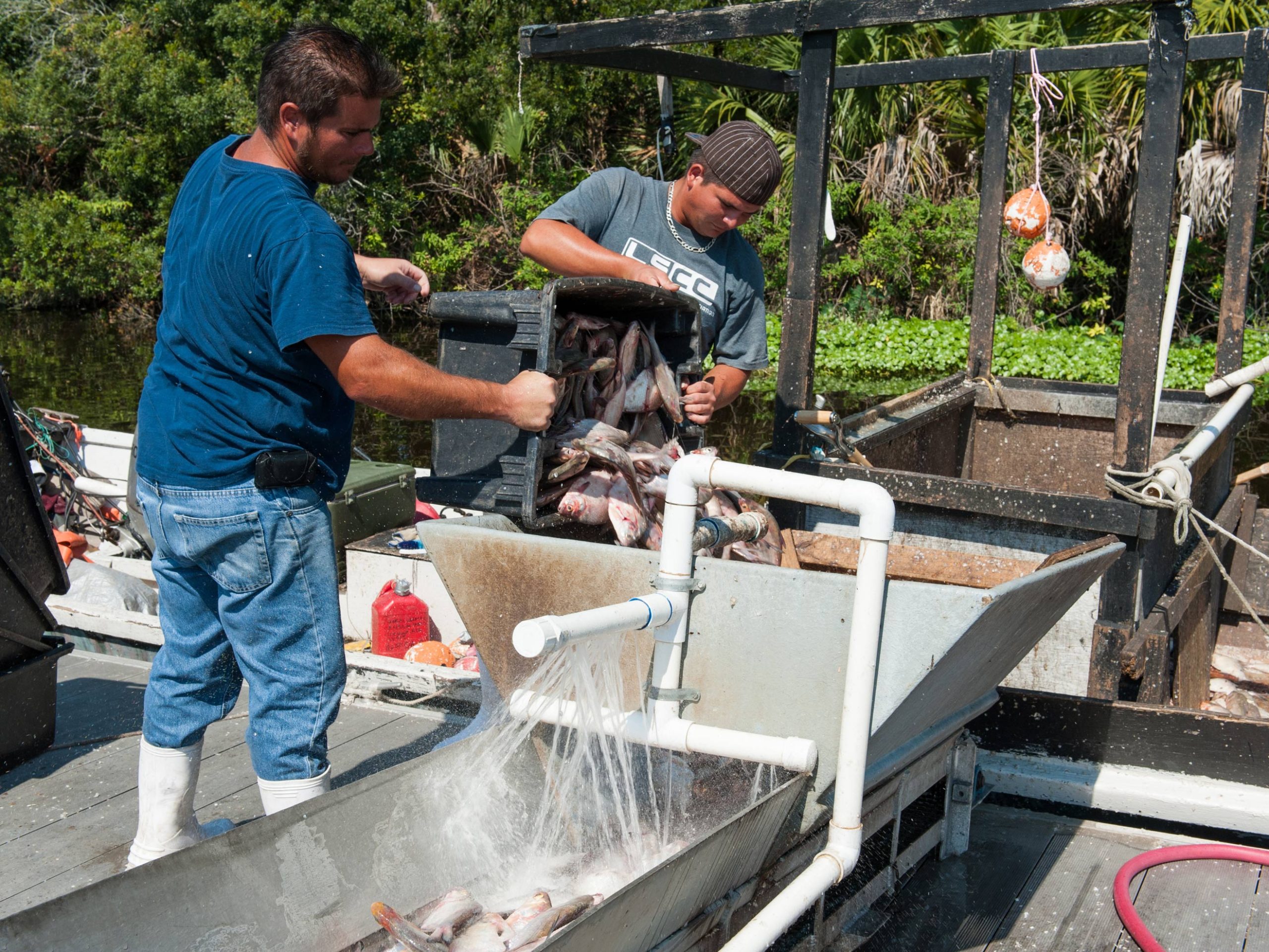 Fishermen unload a day’s catch of gizzard shad into cleaners