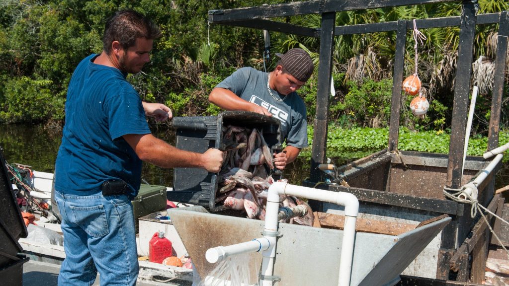 Fishermen unload a day’s catch of gizzard shad into cleaners