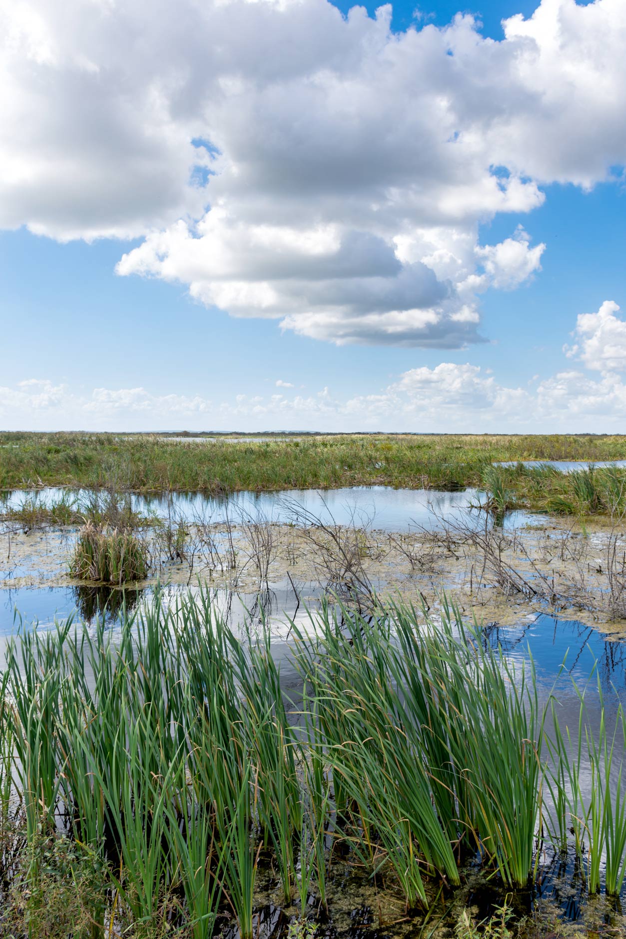 wetland treatment cells with tall grass