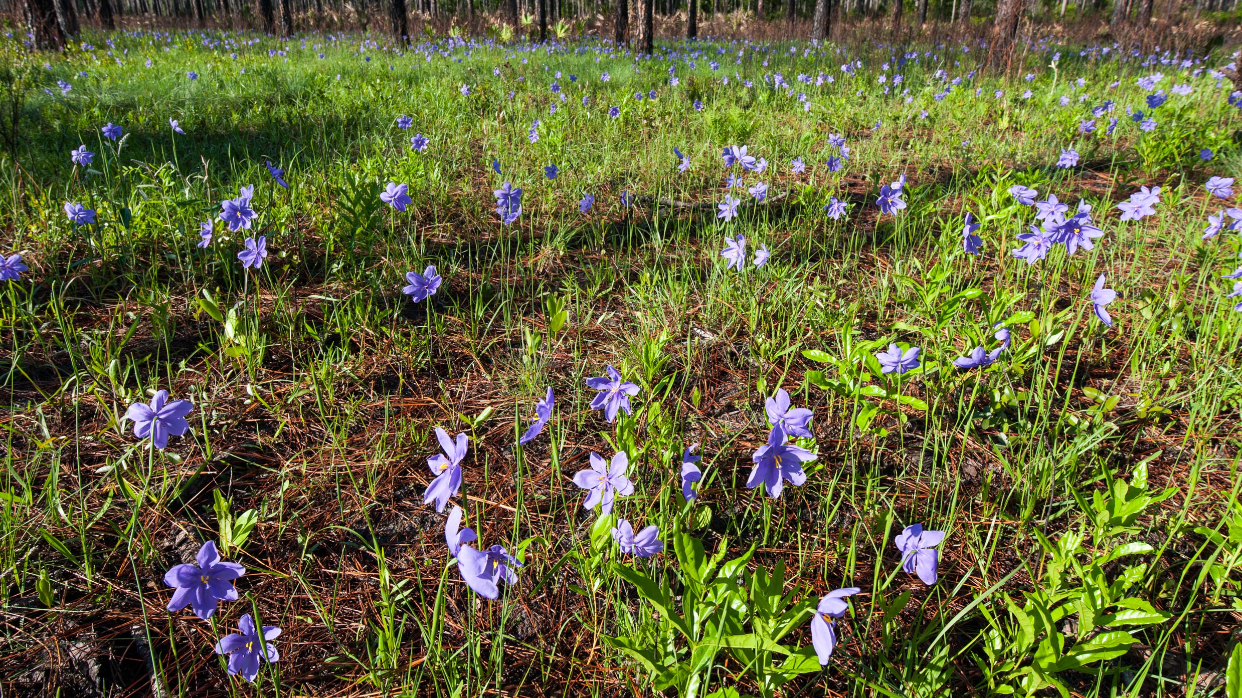 Bartram’s Ixia blooming in a field