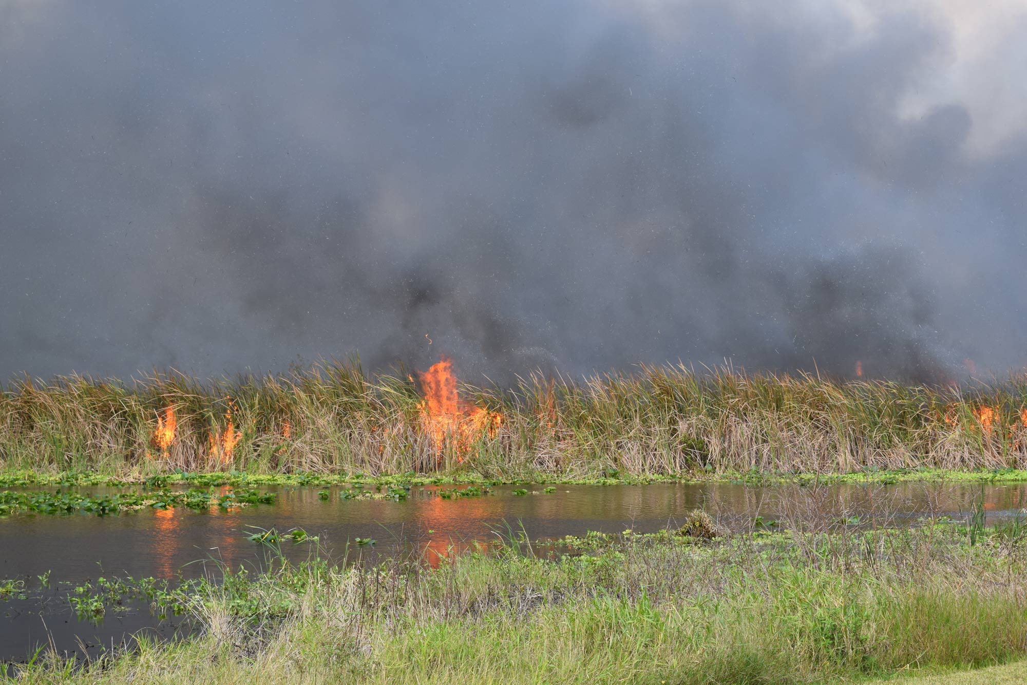 Small fire in a grass flied