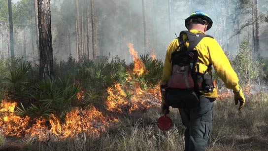 A single district employee walking in front of a fire
