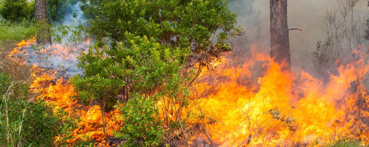 Prescribed fire burning away underbrush