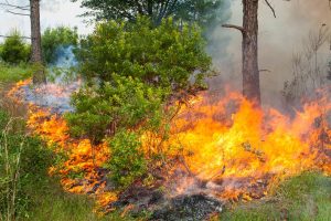 Prescribed fire burning away underbrush