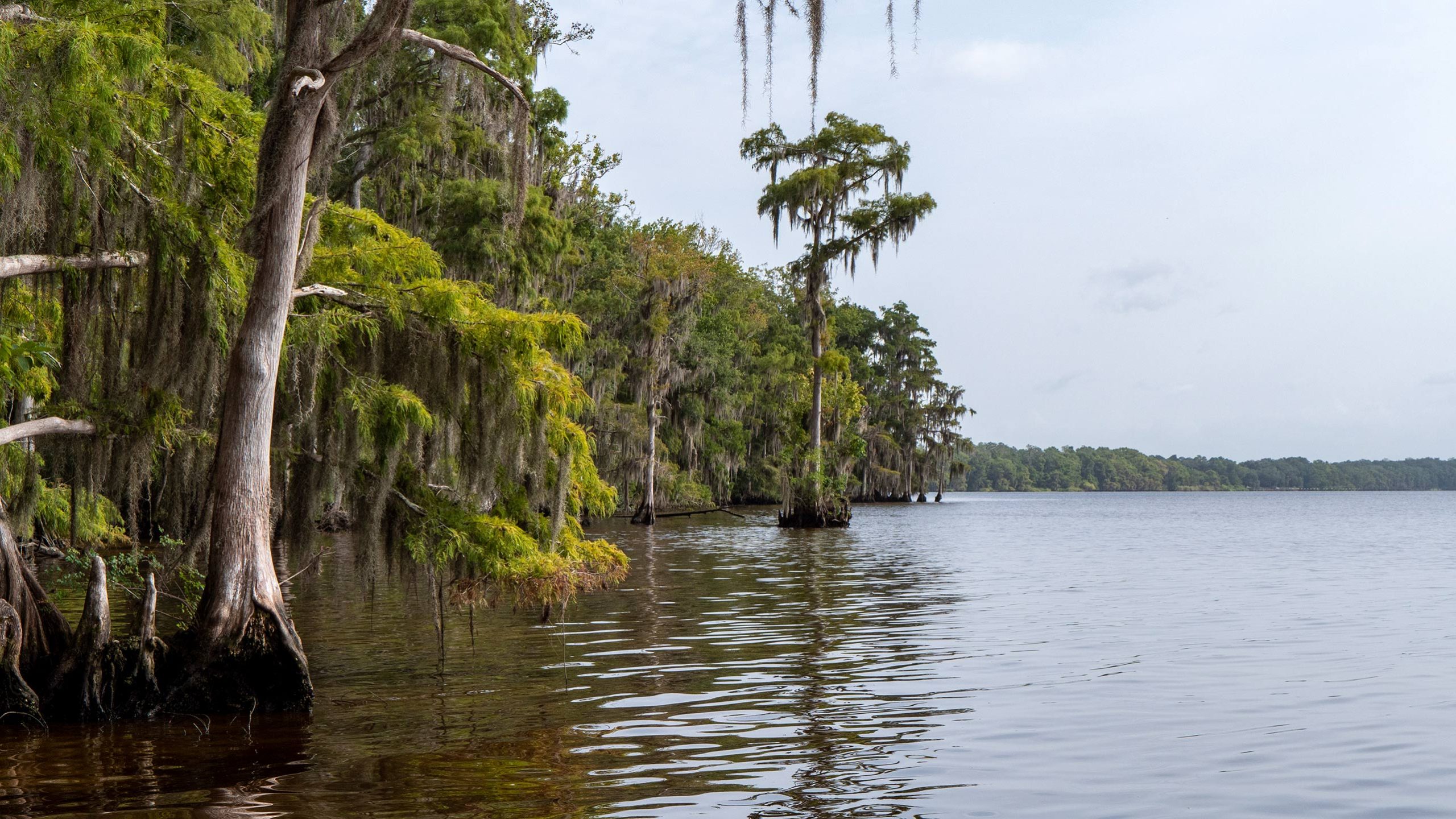 Majestic cypress trees line a section of the lower St. Johns River