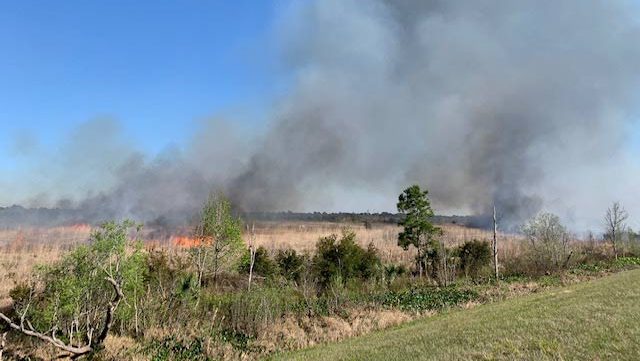 Prescribed fire in a grass flied