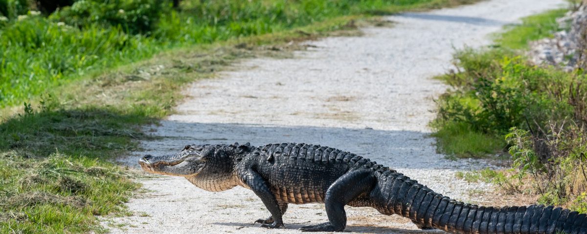Alligator crossing a dirt road