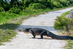 Alligator crossing a dirt road
