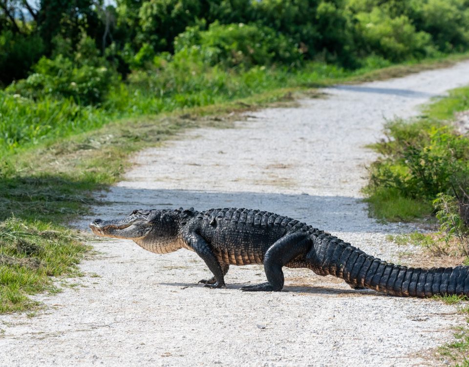 Alligator crossing a dirt road
