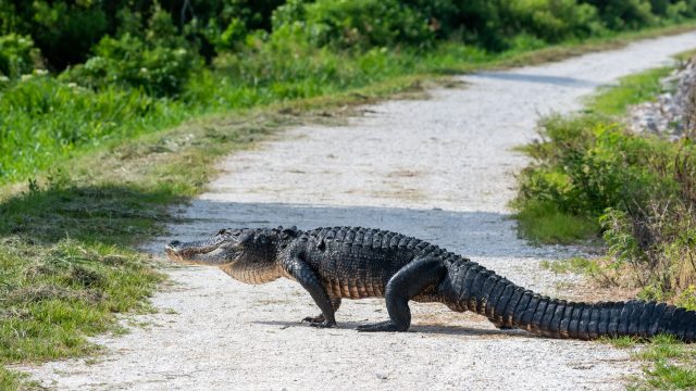 Alligator crossing a dirt road