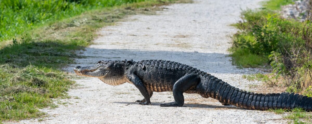 Alligator crossing a dirt road