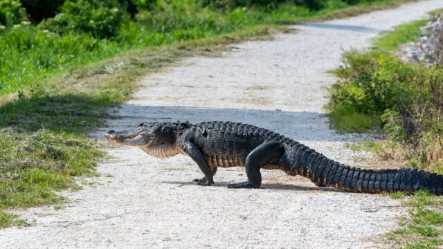 Alligators roam freely among the water bodies of the Lake Apopka North Shore restoration area. Alligator crossing a dirt road