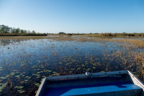 View of a swamp from a boat