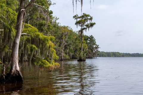 A row of cypress trees growing on a shore