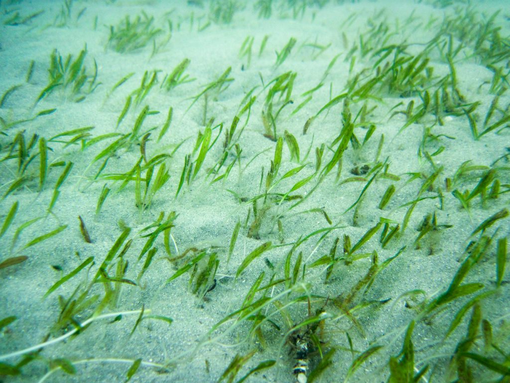 Johnson’s seagrass in a sand bed