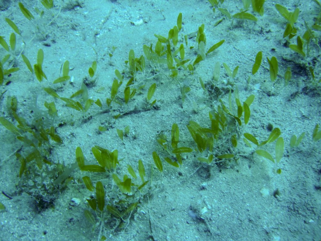 Paddle grass in a sand bed