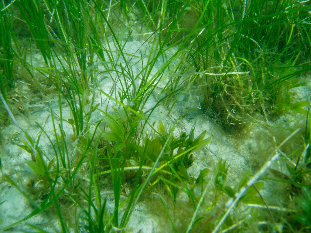 mix of seagrasses in a sand bed
