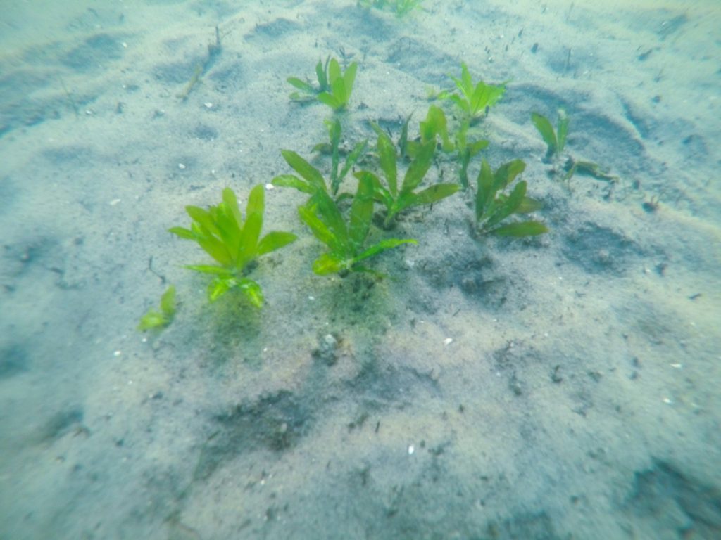 Star grass in a sand bad