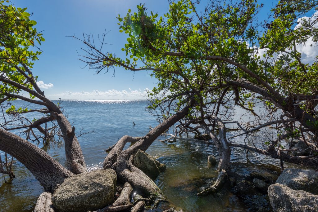 A view of the Indian River Lagoon.