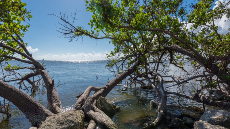 A view of the Indian River Lagoon.