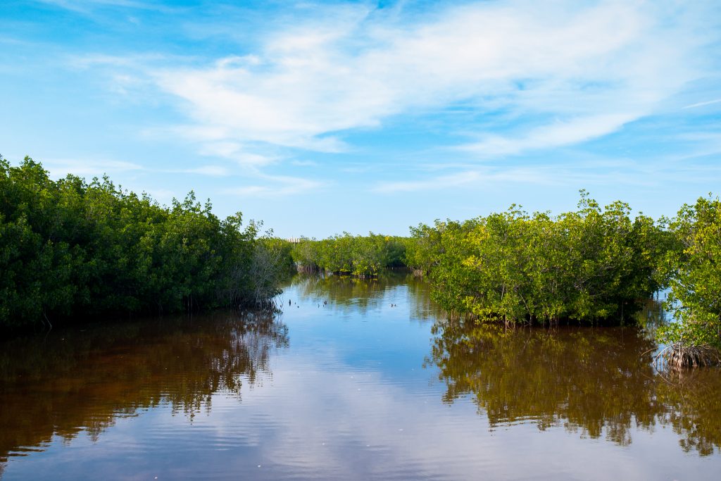 Mangroves