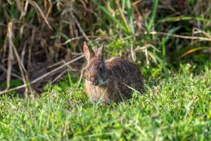 A marsh rabbit is seen among vegetation