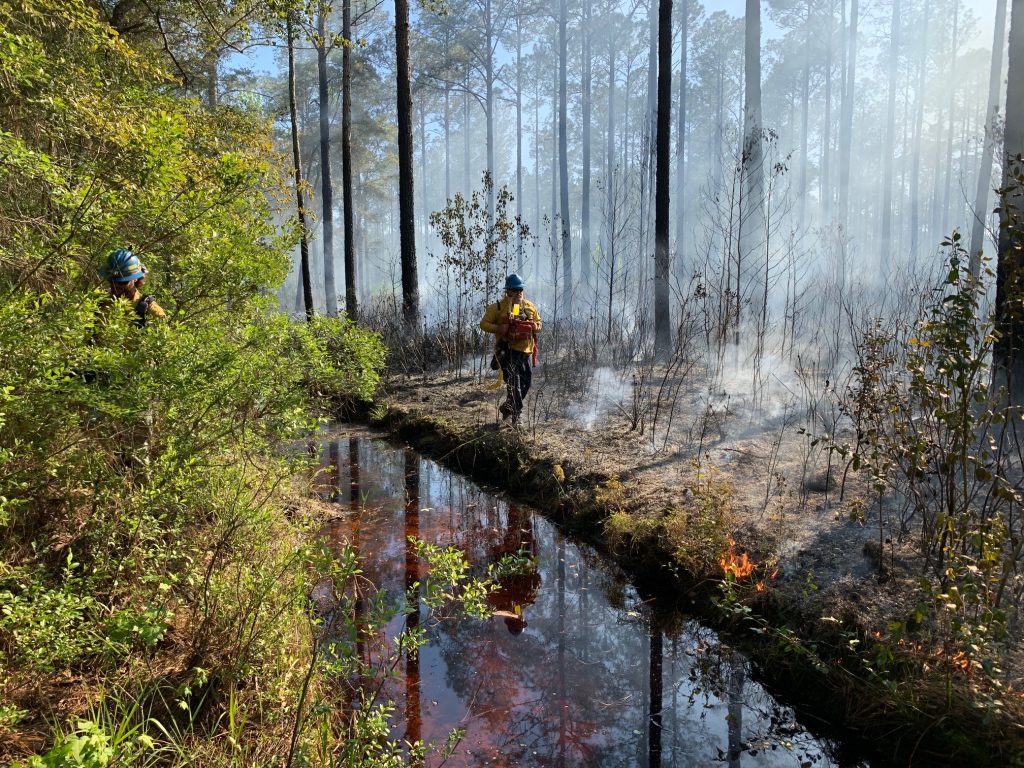 A prescribed fire burns off undergrowth in a pine forest.