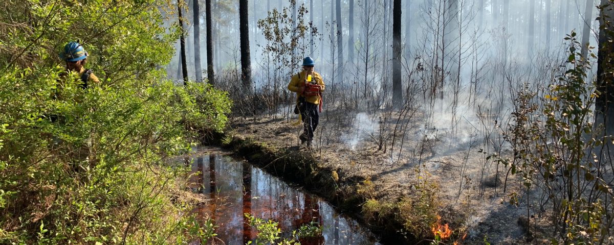 A prescribed fire burns off undergrowth in a pine forest.