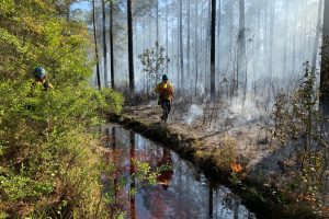 A prescribed fire burns off undergrowth in a pine forest.