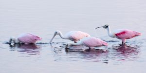 Roseate Spoonbills