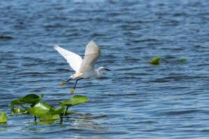 A snowy egret taking flight