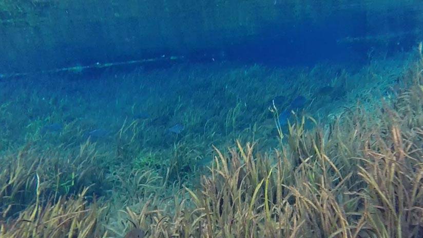 Seagrass shown underwater