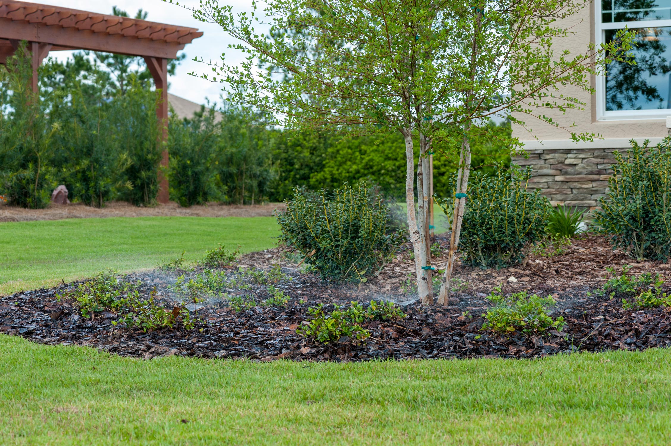 Mulched landscape with small bushes