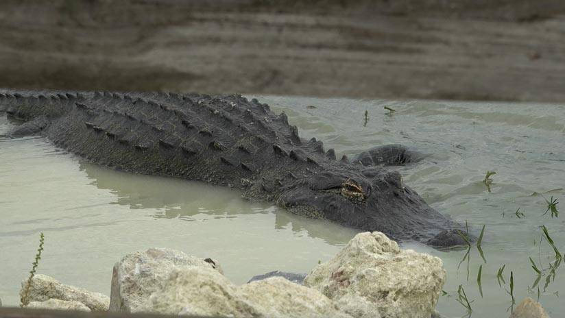 Alligator laying in shallow water