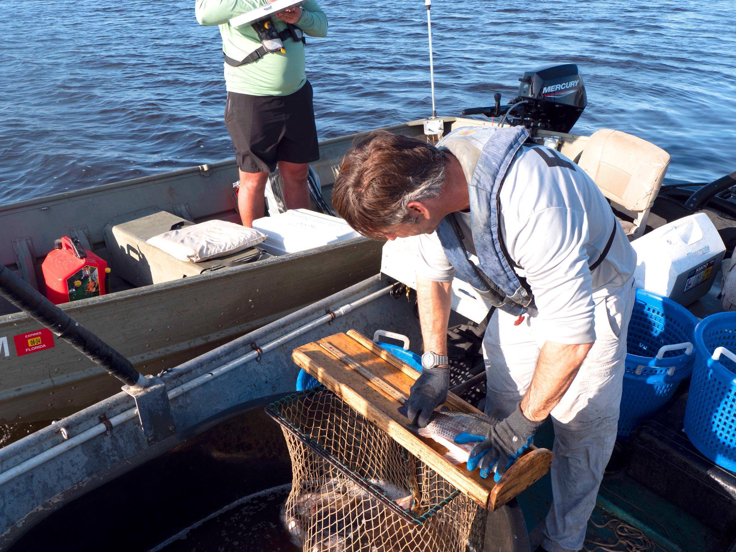 Fish are measured and other data collected about them