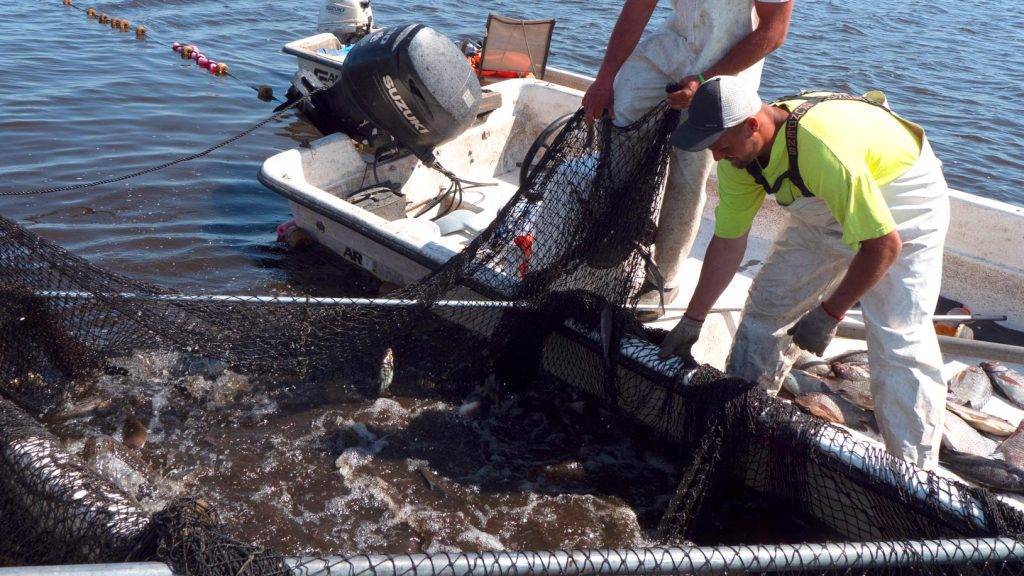 Fishermen haul in a net full of exotic tilapia