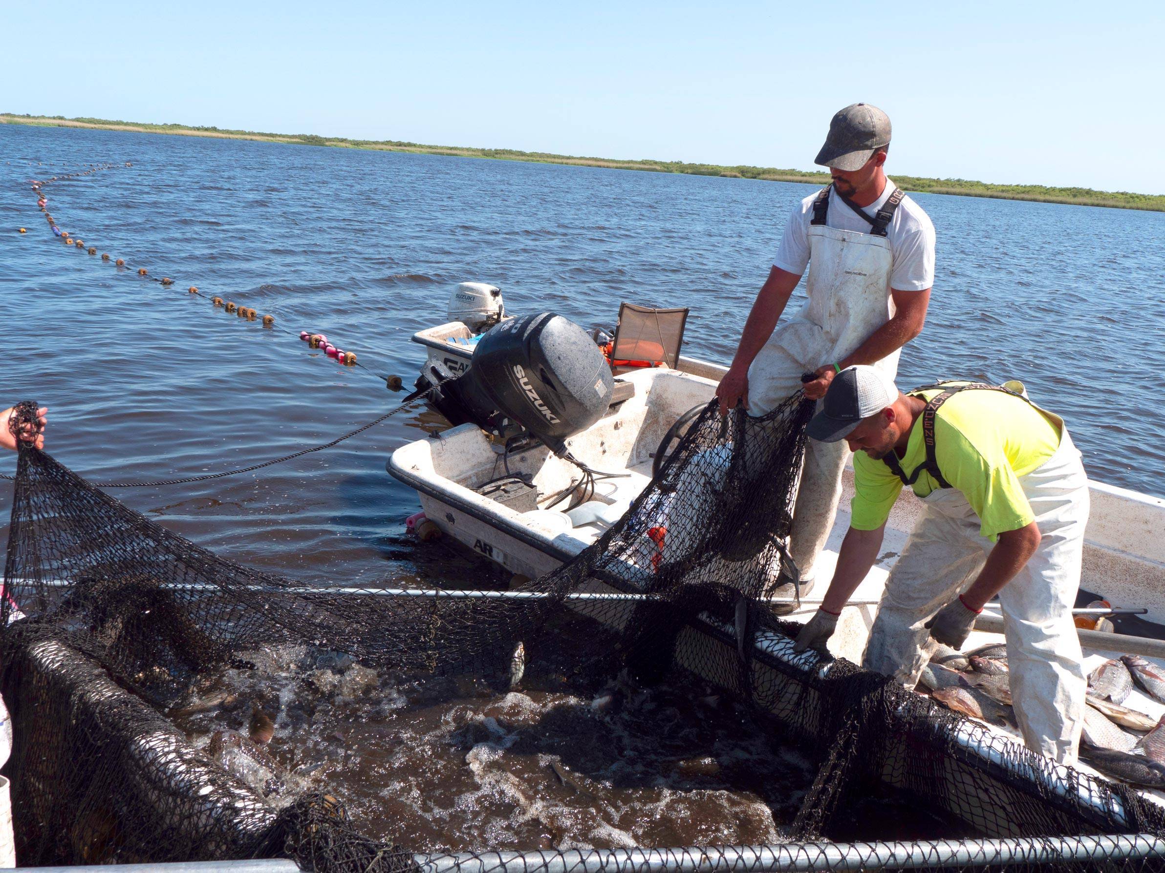 Fishermen haul in a net full of exotic tilapia