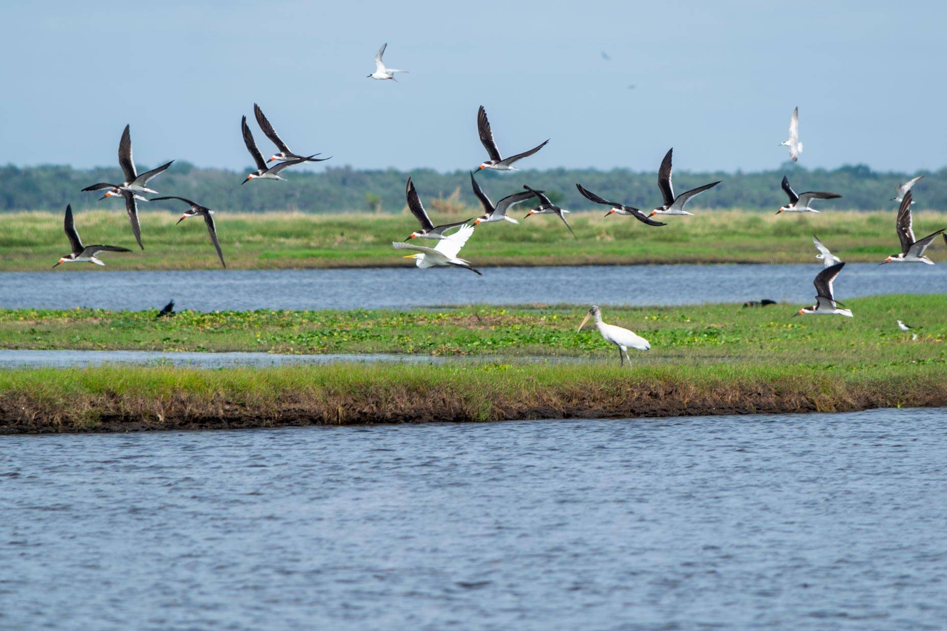 Birds flying above Puzzle Lake