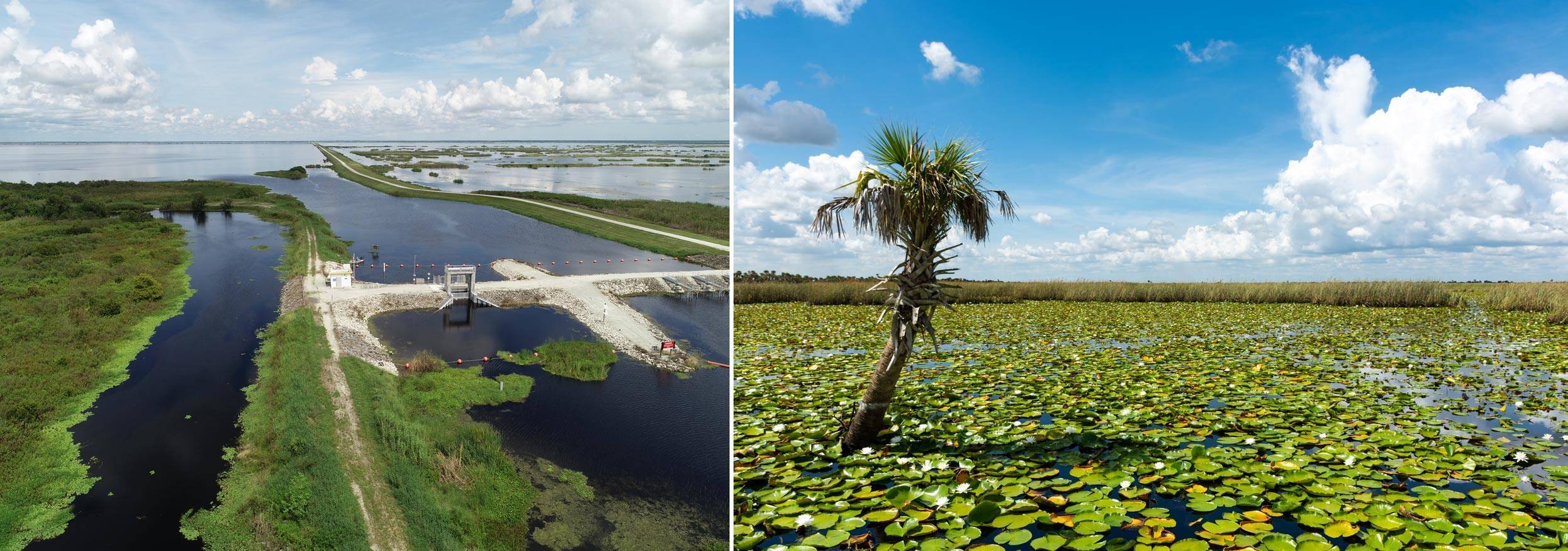 Single palm tree growing in a marsh