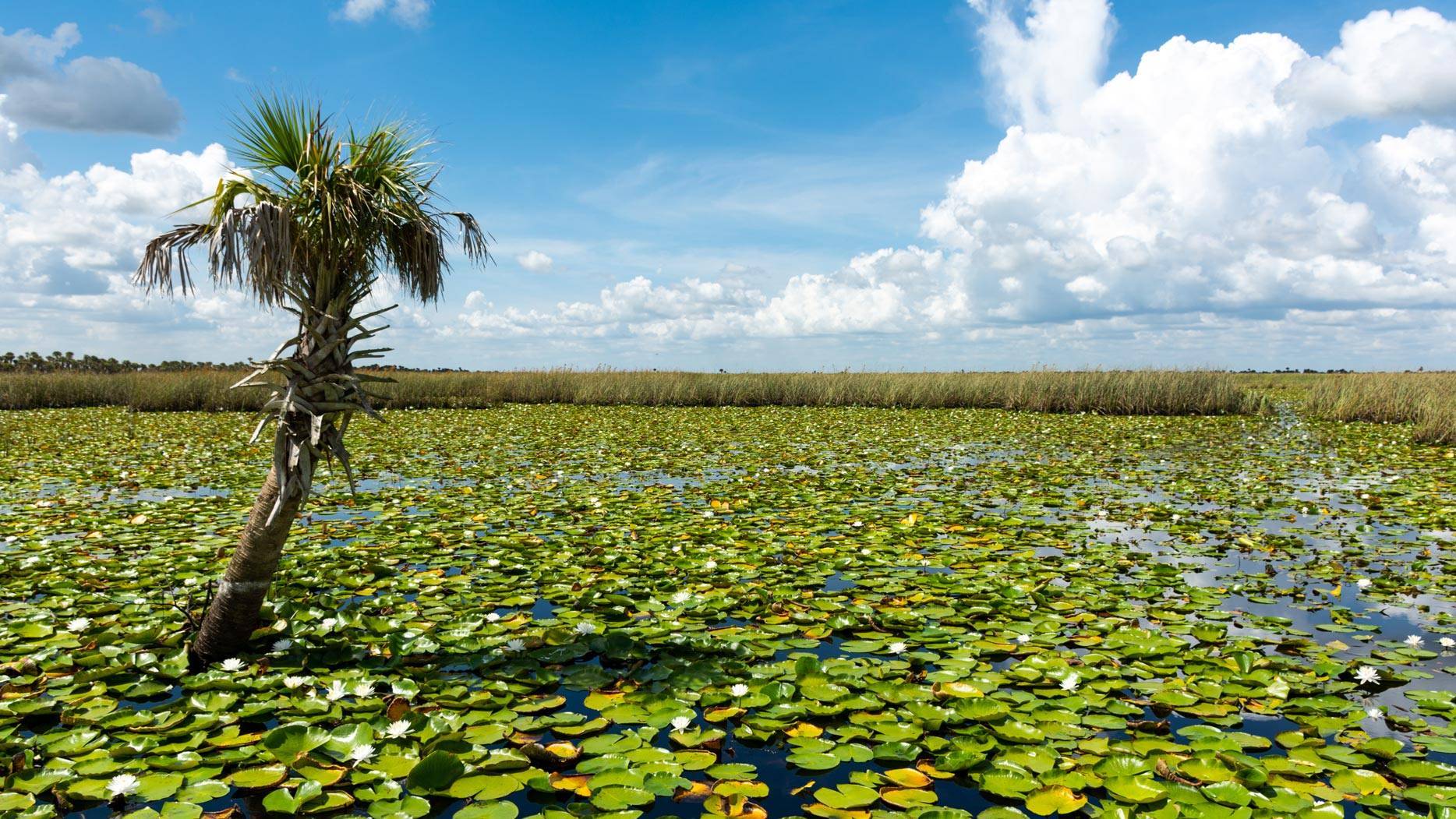 Single palm tree growing in a marsh