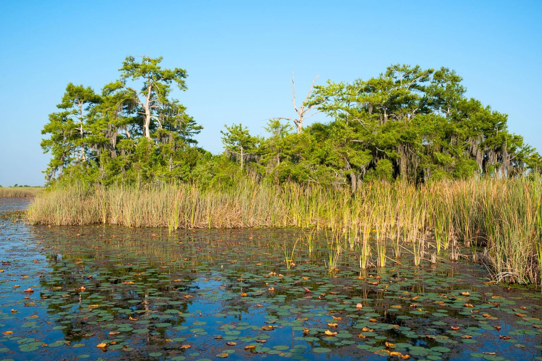 Marsh grasses growing through the water