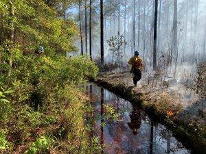Prescribed fire next to a creek