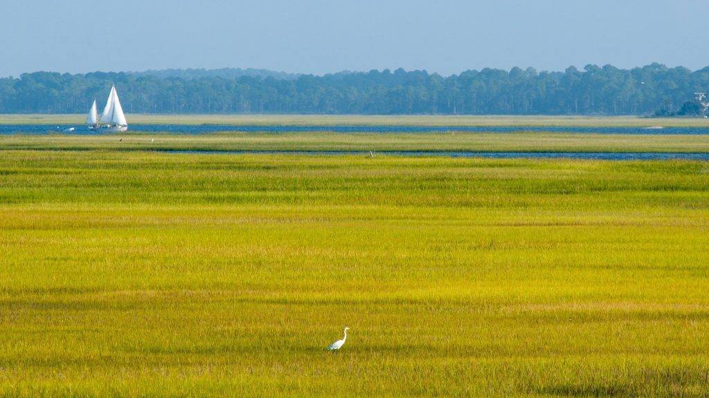 Lone crane standing in vast grasslands